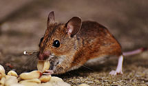 24 Hour & Emergency Exterminators in Graniteville, SC